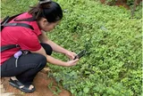Từ cây thuốc bản địa đến công bố quốc tế