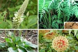 Khoa học "đánh thức" dược liệu vì sức khỏe phụ nữ