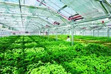 Nhiều ưu đãi về nổi bật về sở hữu trí tuệ cho khu nông nghiệp ứng dụng công nghệ cao