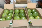 Sở hữu trí tuệ: Công cụ nâng tầm thương hiệu Thanh trà Huế