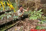 Đà Nẵng: Sâm củ phải đủ 4 năm tuổi mới được mang chỉ dẫn địa lý 'Ngọc Linh'