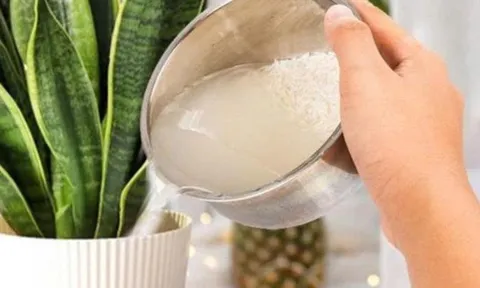 5 công dụng hữu ích của nước vo gạo không phải ai cũng biết