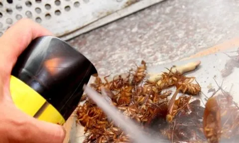 Đề xuất siết quản lý chế phẩm diệt côn trùng, diệt khuẩn