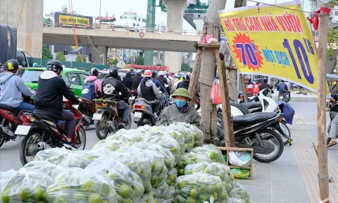 Hoài nghi chất lượng cam Vinh “hỗ trợ nhà vườn” giá 7.000 đồng/kg