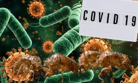 Biến thể Covid-19 “ve sầu”: Chưa đáng lo!