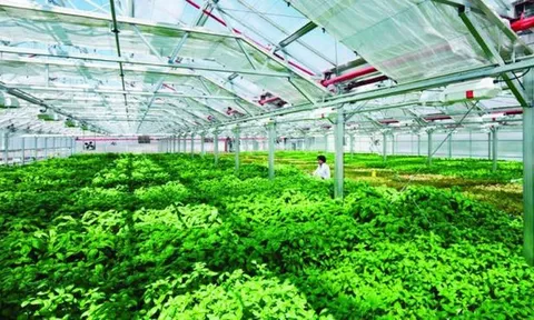 Nhiều ưu đãi về nổi bật về sở hữu trí tuệ cho khu nông nghiệp ứng dụng công nghệ cao