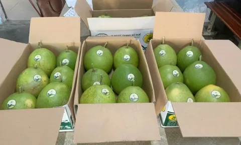 Sở hữu trí tuệ: Công cụ nâng tầm thương hiệu Thanh trà Huế