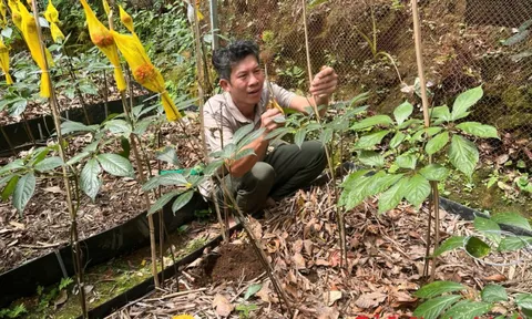 Đà Nẵng: Sâm củ phải đủ 4 năm tuổi mới được mang chỉ dẫn địa lý 'Ngọc Linh'