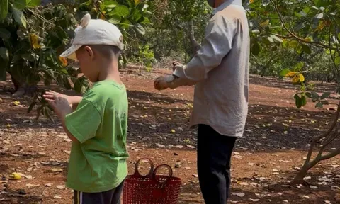 Gia Lai: Số hóa mã số vùng trồng, siết gian lận để bảo vệ thương hiệu nông sản xuất khẩu