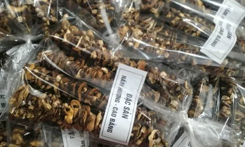 Cao Bằng: Xây dựng nhãn hiệu chứng nhận cho đặc sản nấm hương tại địa phương