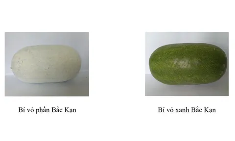 Thái Nguyên được cấp Giấy chứng nhận đăng ký chỉ dẫn địa lý cho sản phẩm bí xanh thơm 'Bắc Kạn'