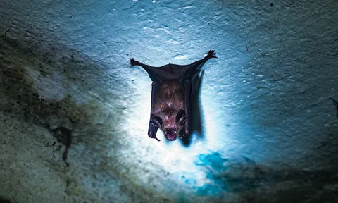 Virus Nipah nguy hiểm thế nào mà các nước phải kích hoạt kiểm soát như thời COVID-19?