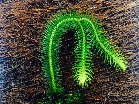 Bài thuốc chữa bệnh từ cây thông đất