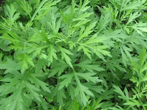 Bài thuốc đắp bó ngoài da giúp giảm đau nhức khớp xương và tứ chi