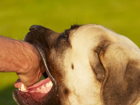 Đồng Nai: Một phụ nữ tại Long Thành tử vong nghi do bệnh dại sau 9 tháng bị chó cắn