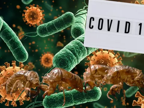 Biến thể Covid-19 “ve sầu”: Chưa đáng lo!