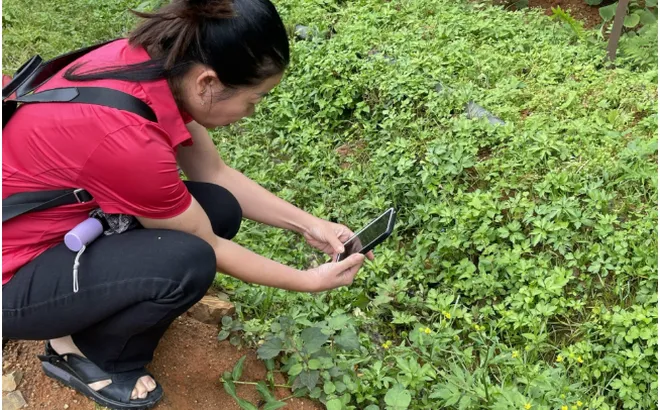 Từ cây thuốc bản địa đến công bố quốc tế