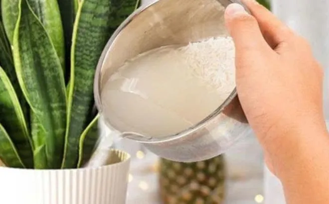 5 công dụng hữu ích của nước vo gạo không phải ai cũng biết